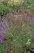 BRONZE FENNEL,  FOENICULUM, VULGARE, PURPUREUM, WHOLE, PLANT