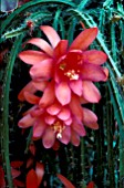 CACTUS APOROPHYLLUM VIVIDE