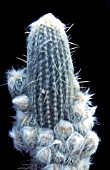 CACTUS,  ESPOSTOA LANATA