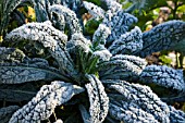 BRASSICA OLERACEA BLACK TUSCANY COVERED IN FROST