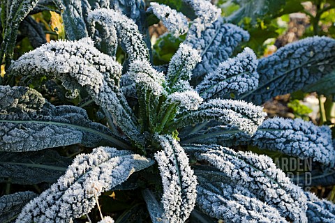 BRASSICA_OLERACEA_BLACK_TUSCANY_COVERED_IN_FROST