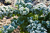 BRASSICA OLERACEA ACEPHALA, GREEN KALE, COVERED IN FROST