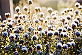 ASTER NOVI-BELGII SEEDHEADS