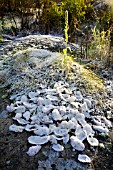 DECORATIVE OYSTER SHELLS COVERED IN FROST, SMALL VERBASCUM THAPSUS BEHIND