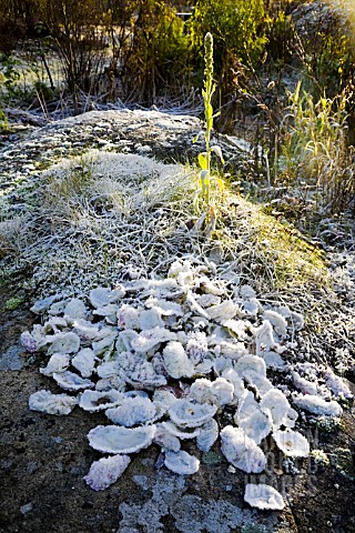 DECORATIVE_OYSTER_SHELLS_COVERED_IN_FROST_SMALL_VERBASCUM_THAPSUS_BEHIND