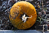 CUCURBITA MAXIMA WITH FROSTED STEM