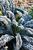 BRASSICA OLERACEA BLACK TUSCANY COVERED IN FROST