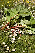 RHEUM AND BELLIS PERENNIS