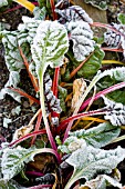 BETA VULGARIS CICLA VAR FLAVESCENS BRIGHT LIGHTS COVERED IN FROST