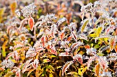 SPIRAEA JAPONICA IN AUTUMN