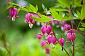 DICENTRA SPECTABILIS