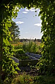 HUMULUS LUPULUS GROWING ON ARCH OF KITCHEN GARDEN