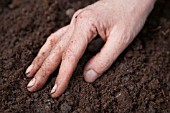 SMOOTHING THE SOIL BEFORE PLANTING