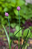 ALLIUM SCHOENOPRASUM.