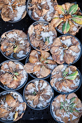 PRIMULA_IN_POTS_WITH_SNOW