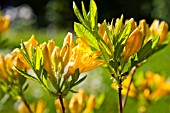 RHODODENDRON MOLLIS ADRIAAN KOSTER