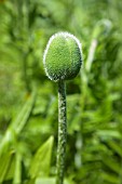 PAPAVER PSEUDO-ORIENTALE IN BUD