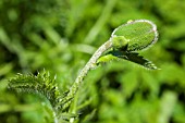 PAPAVER PSEUDO-ORIENTALE IN BUD