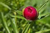 PAEONIA x FESTIVA