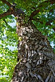 POPULUS NIGRA VAR. BETULIFOLIA