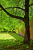 PRUNUS AVIUM IN SUMMER