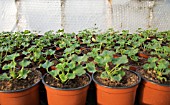 PELARGONIUM CUTTINGS IN GREENHOUSE