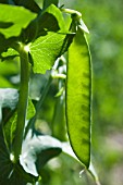 PISUM SATIVUM (SUGAR SNAP PEAS)