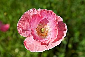 PAPAVER RHOEAS