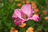 PAPAVER RHOEAS