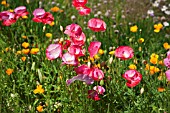 PAPAVER RHOEAS AND ESCHSCHOLZIA  CALIFORNICA