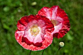 PAPAVER RHOEAS