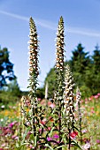 DIGITALIS LANATA