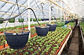 VIOLA WITTROCKIANA SEEDLINGS IN HANGING POTS. PELARGONIUM CUTTINGS IN SMALL POTS.