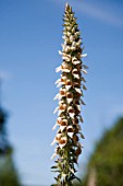 DIGITALIS LANATA