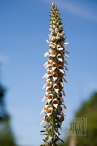 DIGITALIS_LANATA