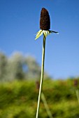 RUDBECKIA OCCIDENTALIS, GREEN WIZARD