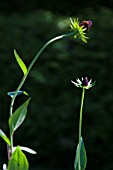 RUDBECKIA OCCIDENTALIS, GREEN WIZARD