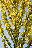 VERBASCUM OLYMPICUS