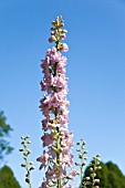 DELPHINIUM PACIFIC ASTOLAT