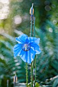 MECONOPSIS BETONICIFOLIA