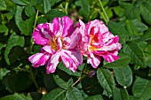 ROSA GALLICA, ROSA MUNDI