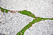 THYMUS CAESPITITIUS BETWEEN STONES IN GARDEN PATH