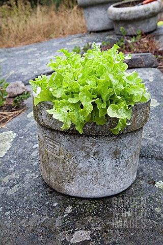 LATUCA_SATIVA_SALAD_BOWL