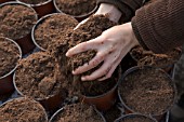 FILLING SMALL POTS IN SPRING.