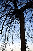 BARE BRANCHES OF ULMUS GLABRA PENDULA.