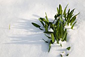 NARCISSUS POETICUS GROWING THROUGH THE SNOW.