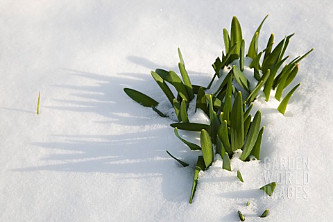 NARCISSUS_POETICUS_GROWING_THROUGH_THE_SNOW
