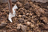 HORSE MANURE ON FLOWERBED IN SPRING