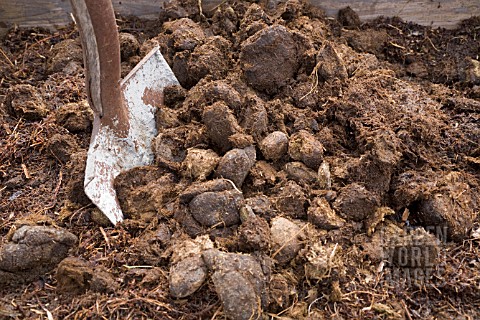 HORSE_MANURE_ON_FLOWERBED_IN_SPRING