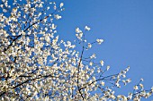 PRUNUS AVIUM BLOSSOMING IN SPRING.